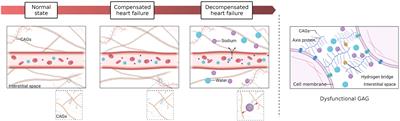 Carbohydrate antigen 125 in congestive heart failure: ready for clinical application?